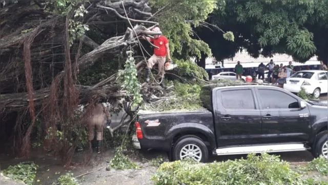 Imagem ilustrativa da notícia Árvore gigante cai e atinge veículos no Pará