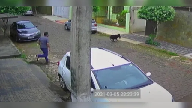 Imagem ilustrativa da notícia Vídeo registra momento em que pinscher é 'atacado' por cachorro maior; veja!
