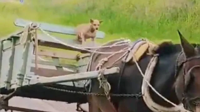 Imagem ilustrativa da notícia Cachorro que pilota charrete faz sucesso na web. Veja o vídeo!