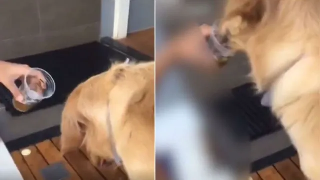 Imagem ilustrativa da notícia Jovem é indiciado após dar cerveja a cachorro; veja o vídeo!