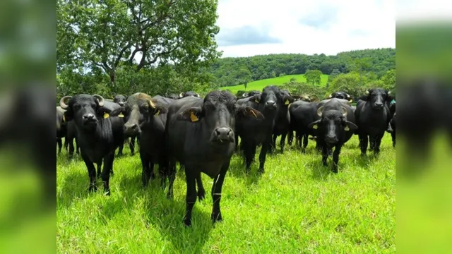 Imagem ilustrativa da notícia Pará é o maior produtor de gado bubalino e está entre os cinco maiores produtores do Brasil