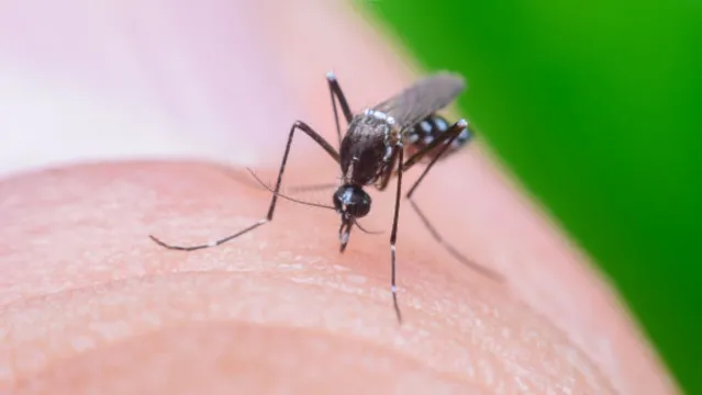 Imagem ilustrativa da notícia Acordo prevê "fábrica de mosquitos" para combater dengue em Brumadinho