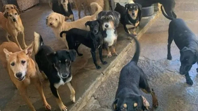Imagem ilustrativa da notícia Mais de 50 cães abandonados após donos morrerem de covid-19