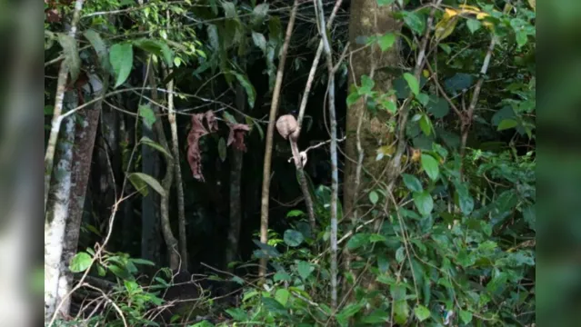 Imagem ilustrativa da notícia Crânio é encontrado pendurado em mangueira perto de motel