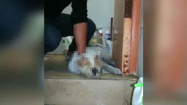 Imagem ilustrativa da notícia Crueldade! Homem mata cachorro com socos na cabeça