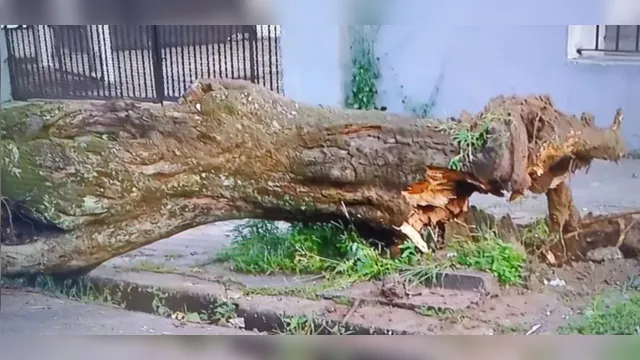 Imagem ilustrativa da notícia Queda de árvore obstrui entrada de hospital em Belém