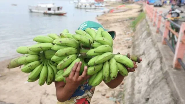 Imagem ilustrativa da notícia Pará produz 380 mil toneladas de banana