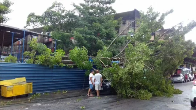Imagem ilustrativa da notícia Árvore cai sobre carros em conjunto residencial em Belém