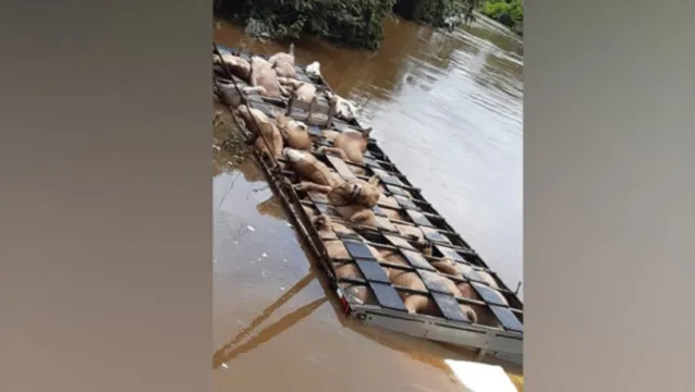 Imagem ilustrativa da notícia Dezenas de bois morrem após caminhão desabar de ponte no Pará; veja vídeo