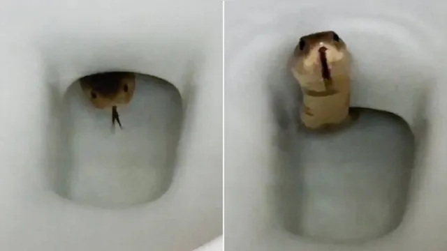Imagem ilustrativa da notícia Homem acha cobra altamente venenosa dentro de sanitário pouco antes de sentar