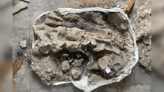 Imagem ilustrativa da notícia Esqueleto de dinossauro ressurge intacto após incêndio