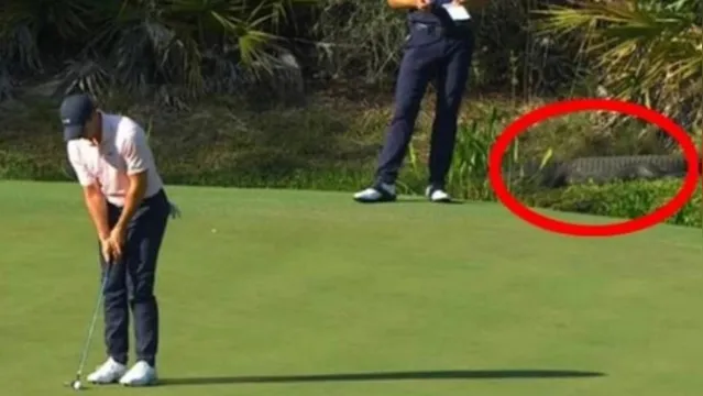 Imagem ilustrativa da notícia Que medo! Jacaré aparece se aproxima de golfistas durante torneio; assista!
