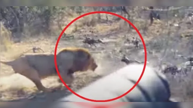 Imagem ilustrativa da notícia Vídeo registra ataque de leão a grupo de cães selvagens; assista
