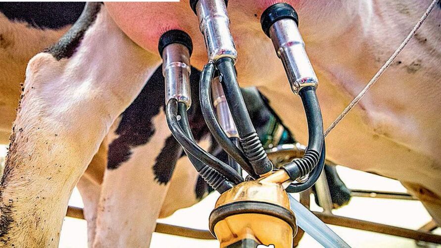 Imagem ilustrativa da notícia: Tecnologias garantem alta produção de leite no Pará