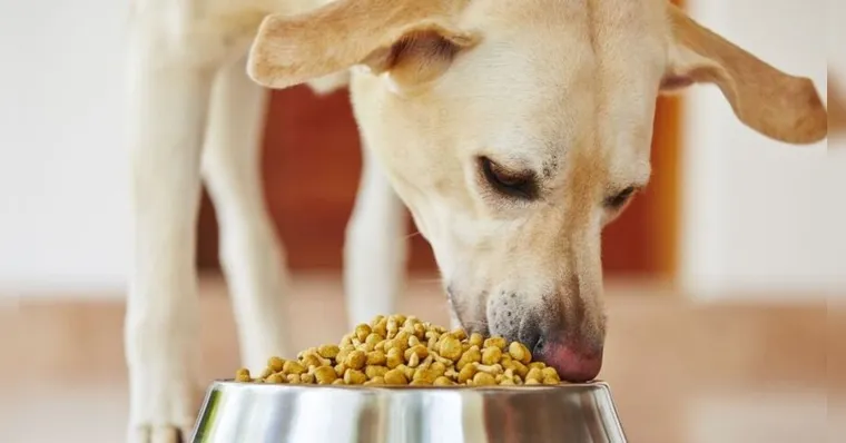 Imagem ilustrativa da notícia Alimentação: veja quais nutrientes são ideais para o seu pet