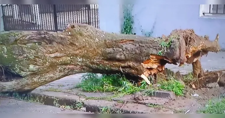 Imagem ilustrativa da notícia Queda de árvore obstrui entrada de hospital em Belém
