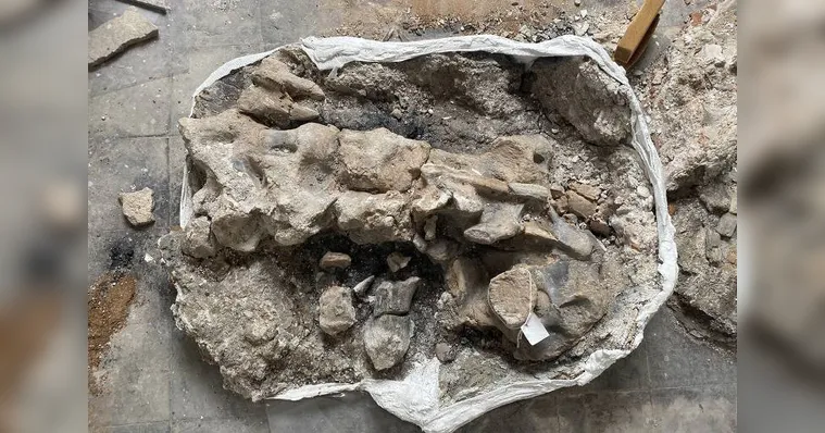Imagem ilustrativa da notícia Esqueleto de dinossauro ressurge intacto após incêndio