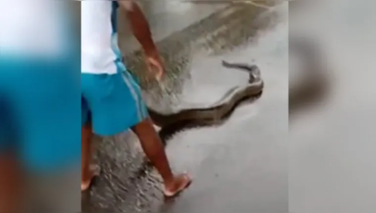 Imagem ilustrativa da notícia Cobra de mais de 3 metros é encontrada no centro de Belém após chuva