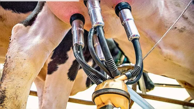 Imagem ilustrativa da notícia Tecnologias garantem alta produção de leite no Pará