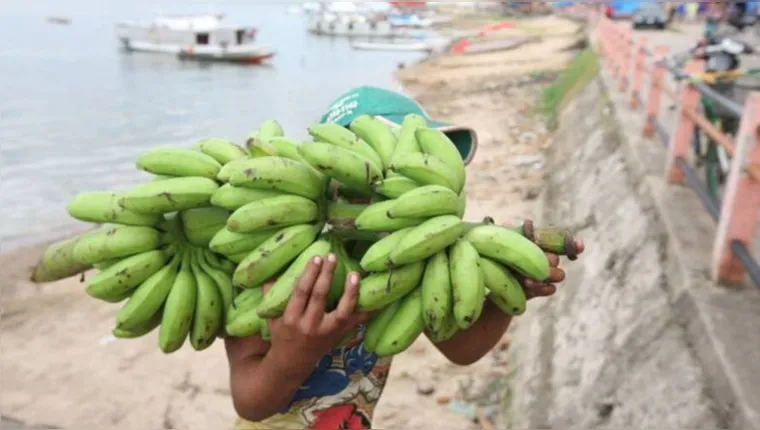Imagem ilustrativa da notícia Pará produz 380 mil toneladas de banana