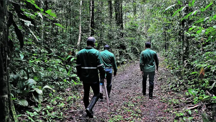 Imagem ilustrativa da notícia Reservas florestais da Agropalma ajudam na sobrevivência de espécies