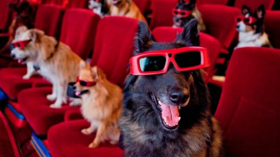 Imagem ilustrativa da notícia: Sessão de cinema aberta a animais é opção de lazer para o final de semana