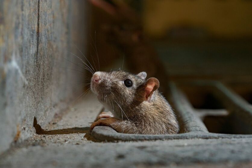 Megainfestação de ratos devasta fazendas na Austrália 