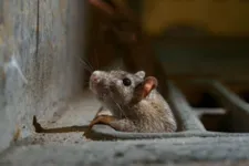 Os ratos são flagrados frequentemente pelos moradores