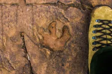 Pesquisadores brasileiros encontram pegadas de dinossauros 