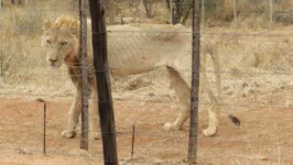 A seca no sudoeste da África, está provoca escassez de água e alimentos para os animais selvagens