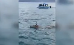 O boi foi visto nadando em Porto Belo