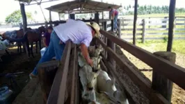 Imagem ilustrativa da notícia Vacinação contra febre aftosa no Pará segue até o dia 30 