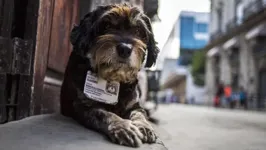 Cães e gatos doentes e idosos são diariamente abandonados pelos tutores