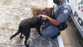 Animais chamaram a atenção dos vizinhos
