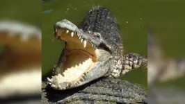Crocodilo arrancou perna de criança com ataque feroz em hotel de luxo.