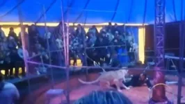 O domador de circo identificado como Maxim Orlov foi atacado por uma leoa