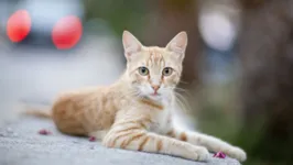 Os gatos são altamente sensitivos e, com isso, muitas vezes são antissociais e se comportam de maneira desconfiada quando uma visita diferente chega em casa.