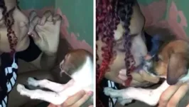 O cachorro foi segurado e obrigado a inalar a fumaça do entorpecente