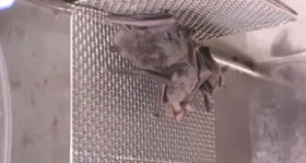 Imagens dos morcegos em cativeiro.