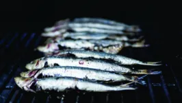 Imagens da pesca da sardinha na praia de Ajuruteua, em Bragança, chamam a atenção pela fartura