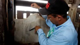 Pará segue vacinando contra a aftosa
