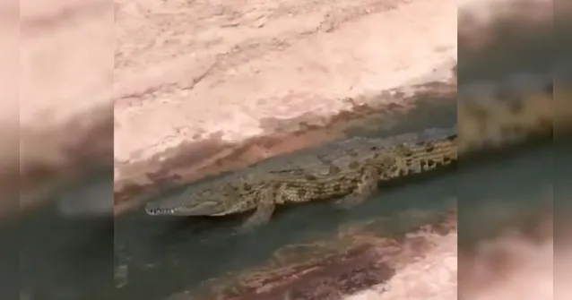 Imagem ilustrativa da notícia Jacaré brinca de tobogã e se diverte em lagoa; veja