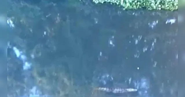 Imagem ilustrativa da notícia Imagem de jacaré alerta polícia para corpo em lagoa do RJ