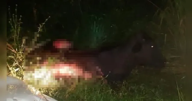 Imagem ilustrativa da notícia Carro atropela boi na rodovia de Castanhal-Curuça