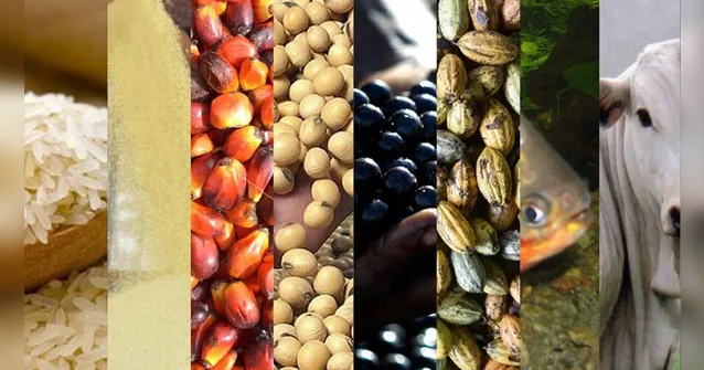 Imagem ilustrativa da notícia Programa AgroAmazônia é sucesso e informação na RBATV