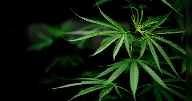 Imagem ilustrativa da notícia Câmara aprova texto-base que legaliza o cultivo de maconha