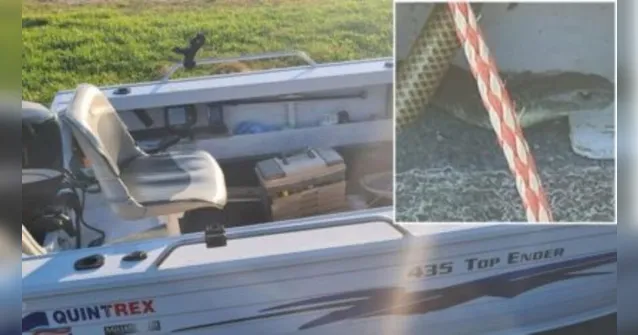 Imagem ilustrativa da notícia Idoso fica preso com cobra mortal em barco no mar