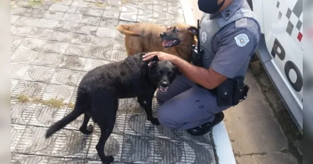 Imagem ilustrativa da notícia Cães salvam idosa caída em casa há dois dias