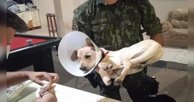 Imagem ilustrativa da notícia Cão é resgatado após ser castrado e filmado por estudantes
