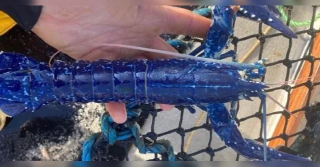 Imagem ilustrativa da notícia Veja: Lagosta azul raríssima é pescada na costa inglesa